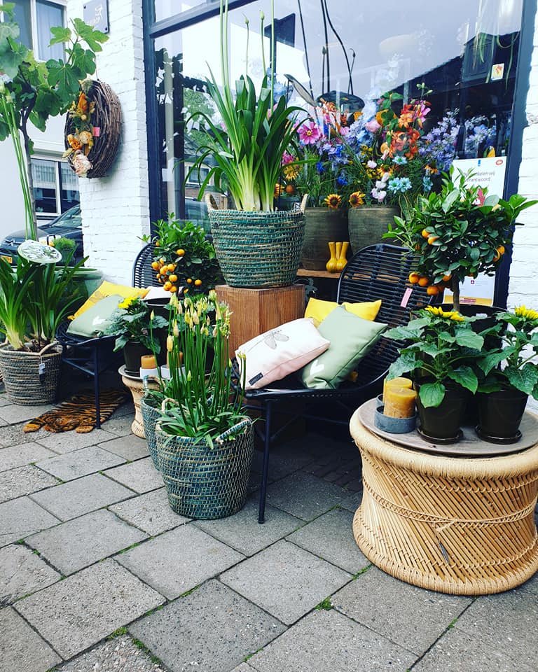 NIEUWE PLANTEN —