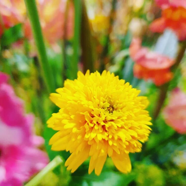 ZOMERBLOEMEN — 🌸🍋☀️🌿