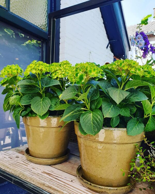NEW PLANTS — 🌾🌾🌾