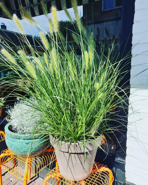 NEW PLANTS — 🌾🌾🌾