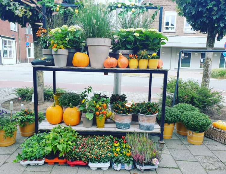 NIEUWE PLANTEN —