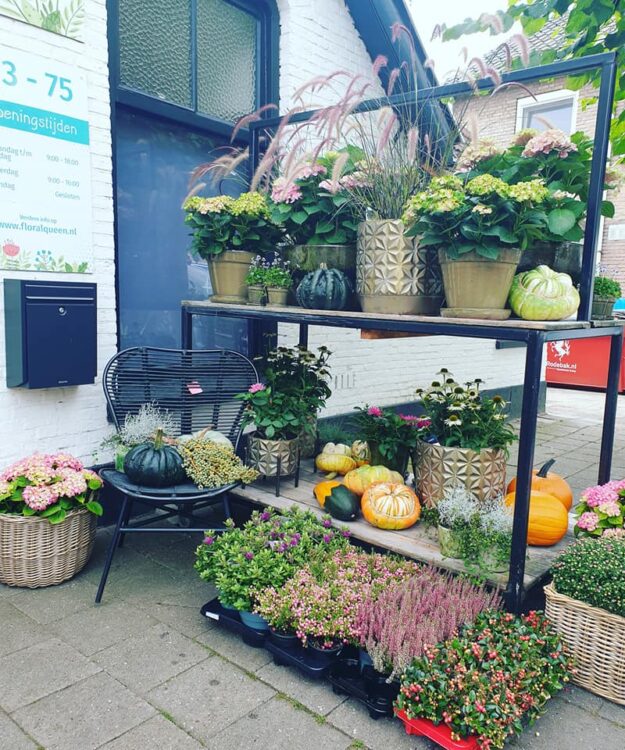 NIEUWE PLANTEN —