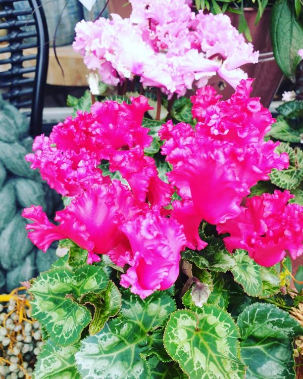 NIEUWE PLANTEN —