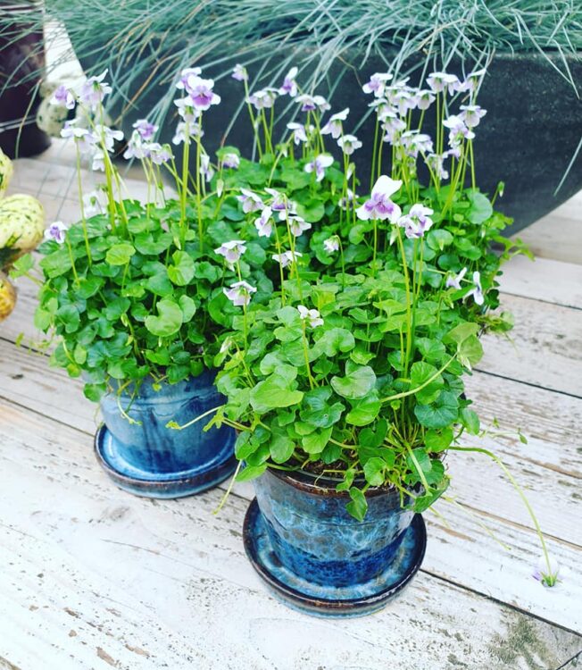 NIEUWE PLANTEN —