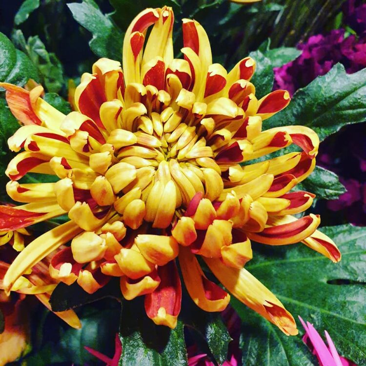 FRESH FLOWERS —