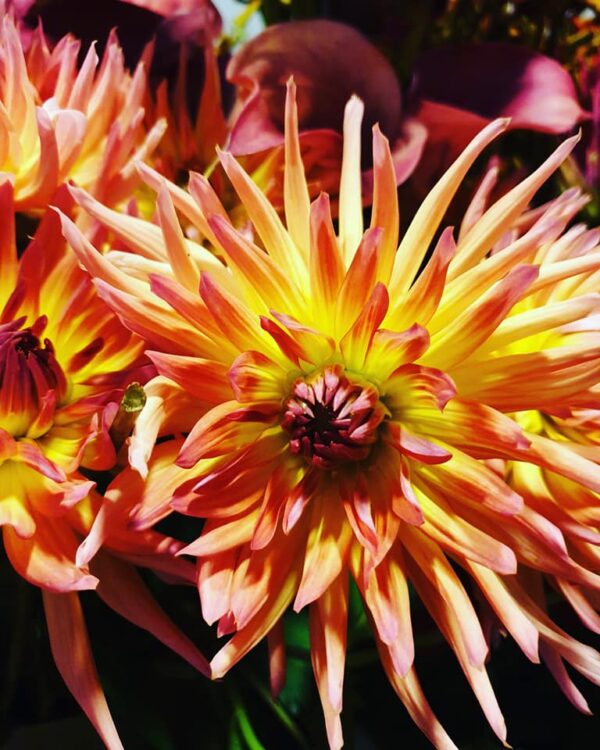 BLOEMEN —