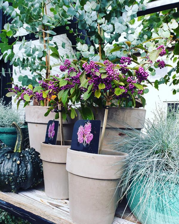 BUITENPLANTEN —