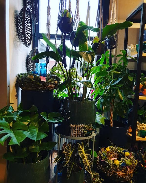 NIEUWE PLANTEN —