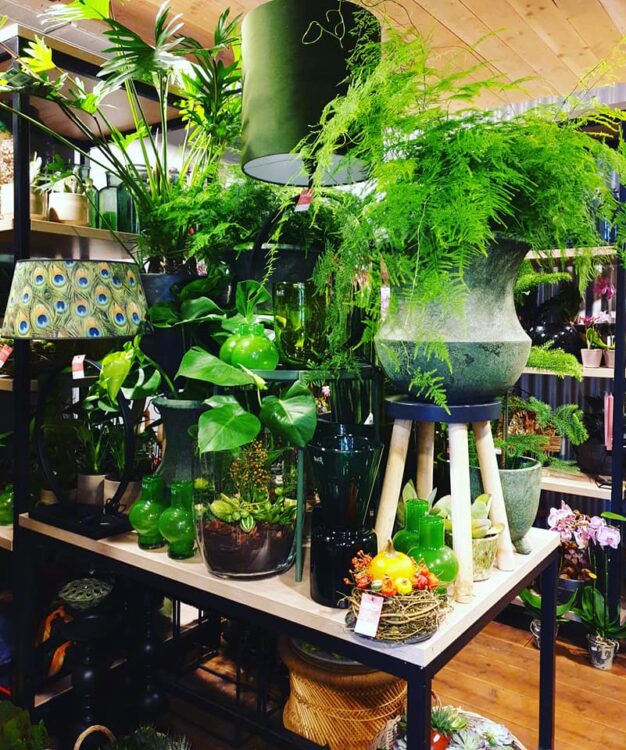 NIEUWE PLANTEN —