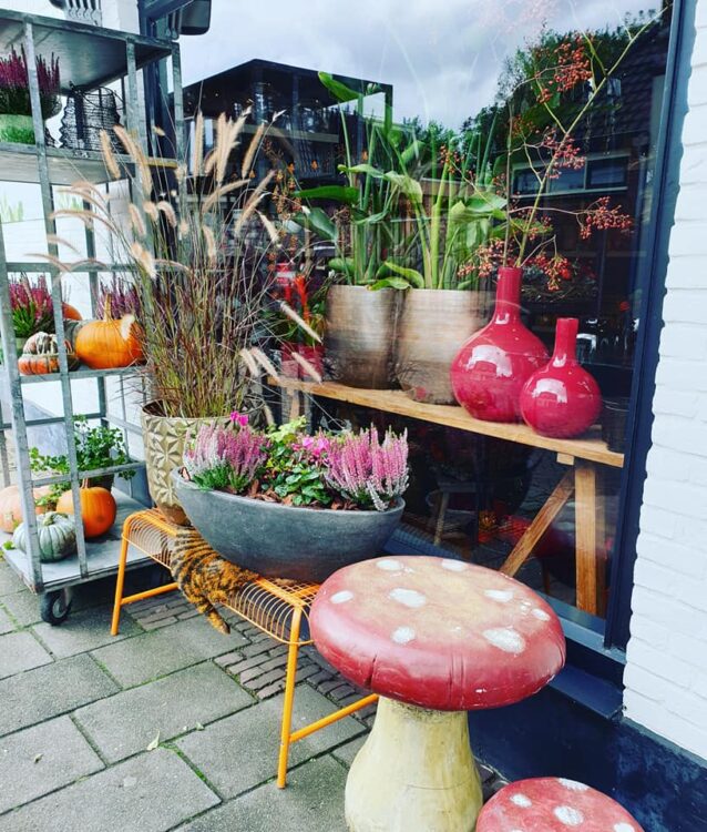 BUITENPLANTEN —