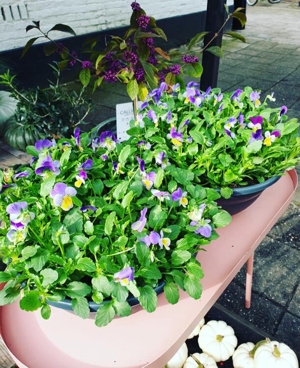 BUITENPLANTEN —
