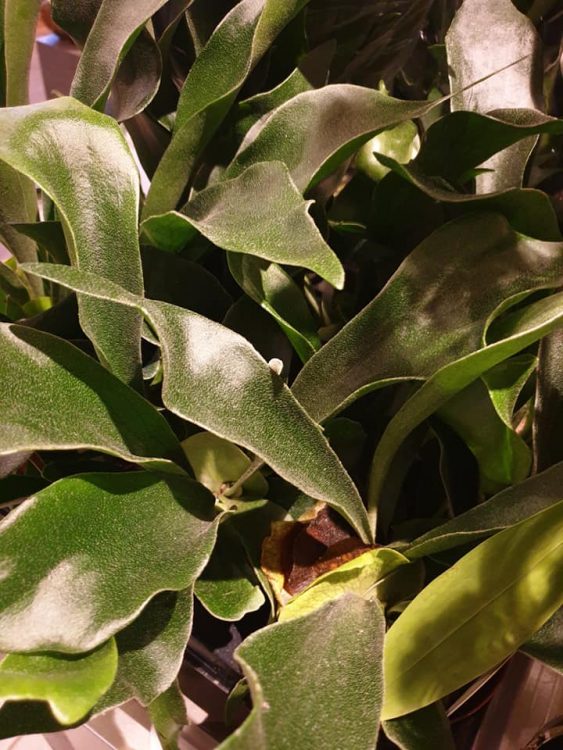 GROEN IN HUIS —