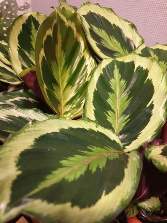 GROEN IN HUIS —