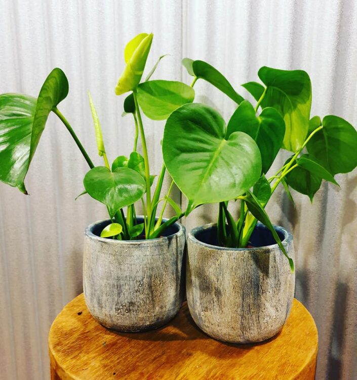 MONSTERA —