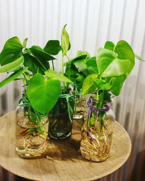 MONSTERA —