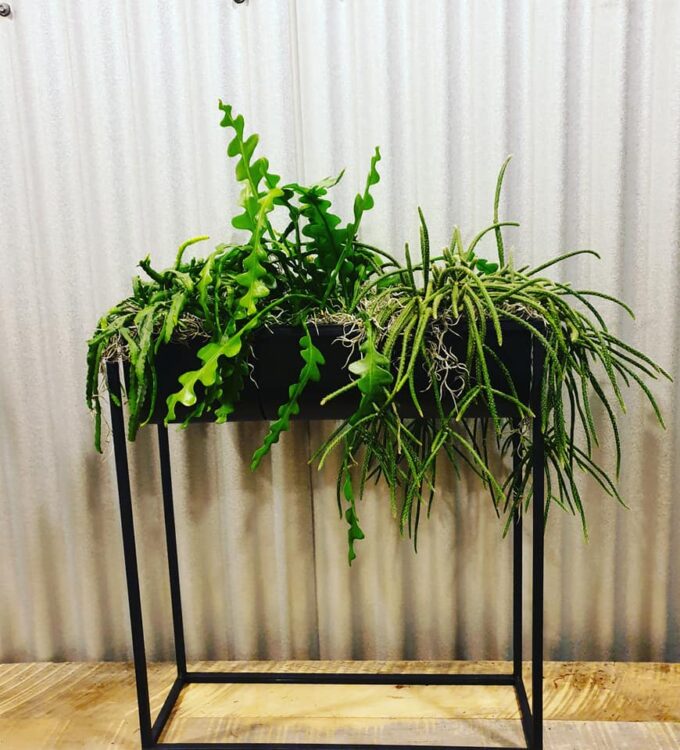 GROEN IN HUIS —