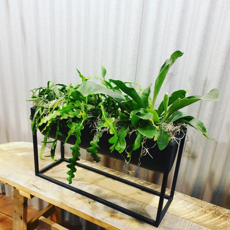 GROEN IN HUIS —