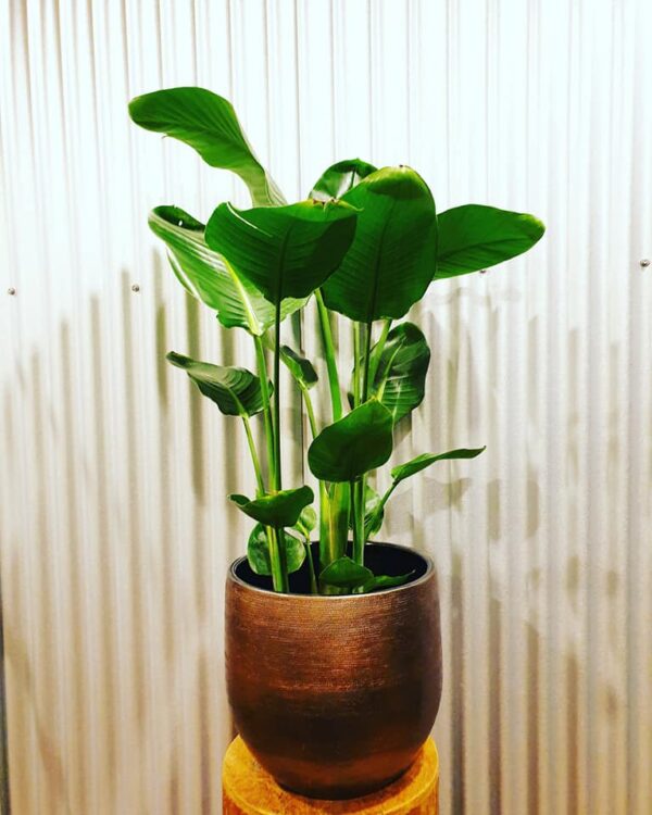 GROEN IN HUIS —