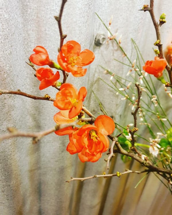 GELE TUITVAAS —