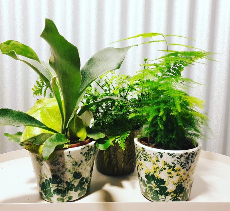 GROEN IN HUIS —