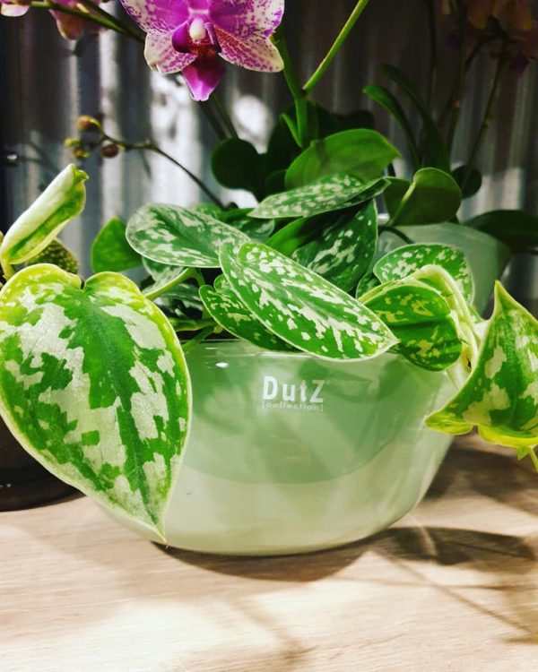 GREEN VIBES —