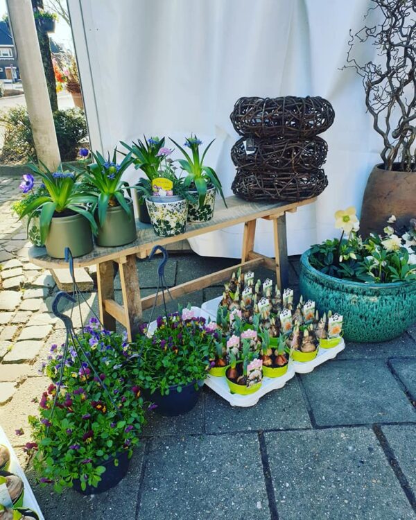 BUITENPLANTEN —