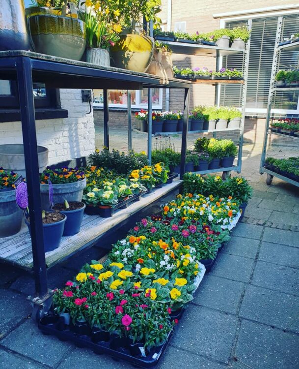 BUITENPLANTEN —