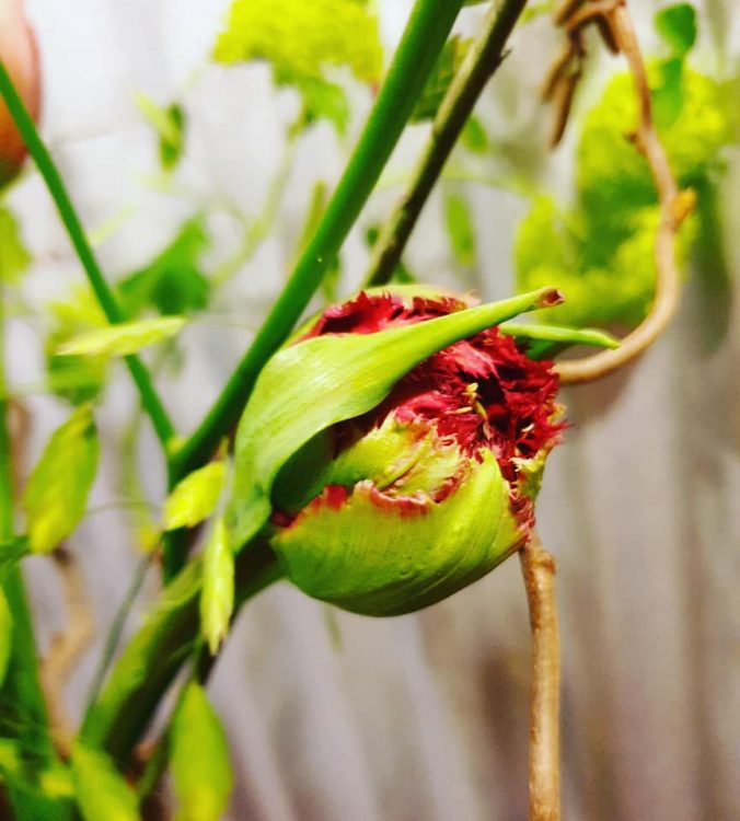 SPRINGFLOWERS —