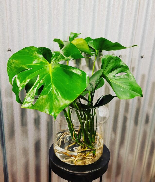 XL MONSTERA —
