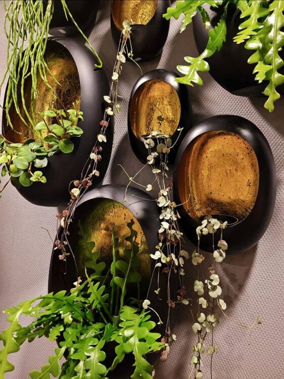BLACK EGGS —
