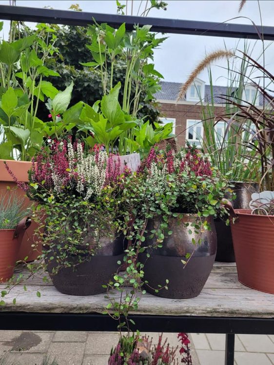 BUITENPLANTEN —