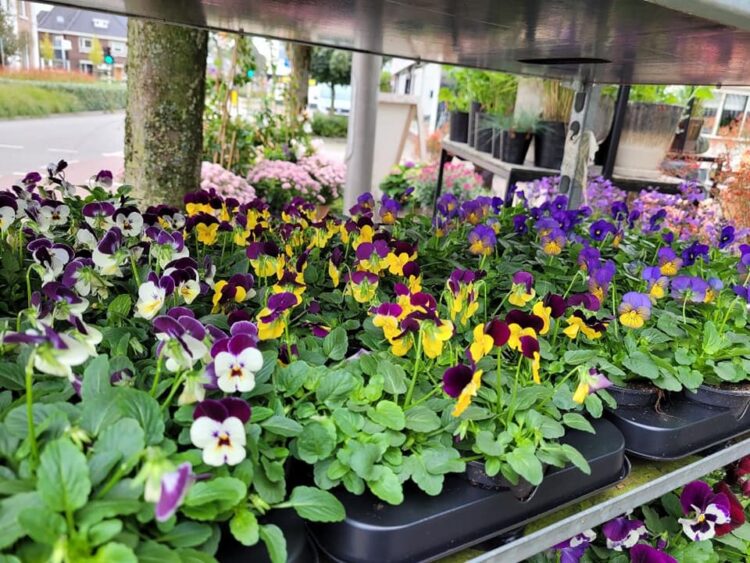 BUITENPLANTEN —