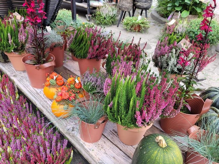 BUITENPLANTEN —