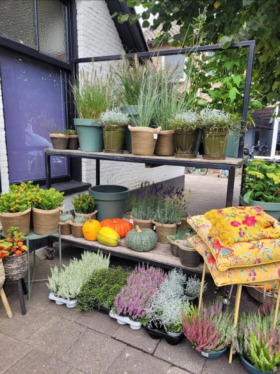 BUITENPLANTEN —