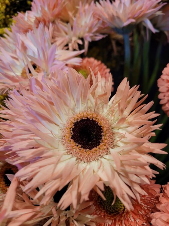 FRESH FLOWERS —