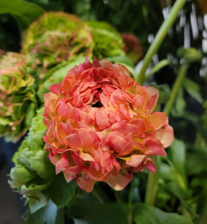 FLOWERS —