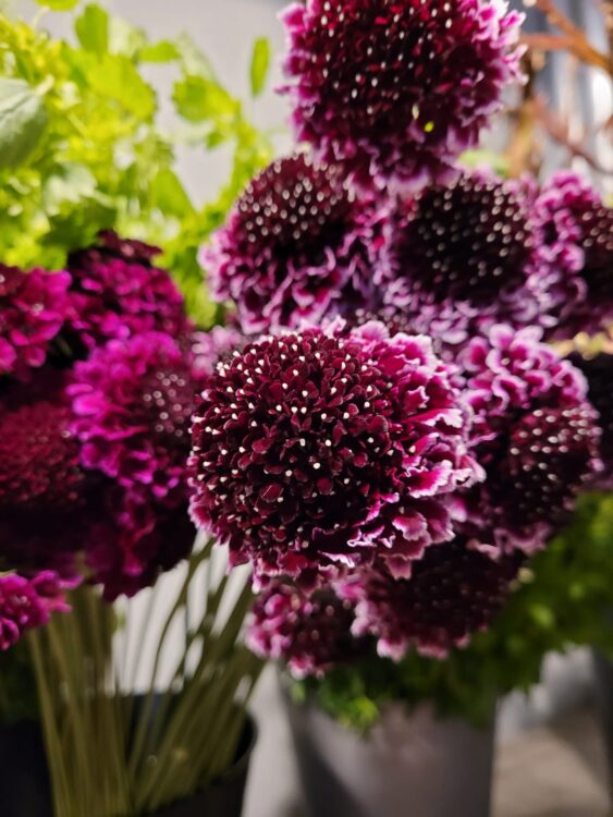 FLOWERS —