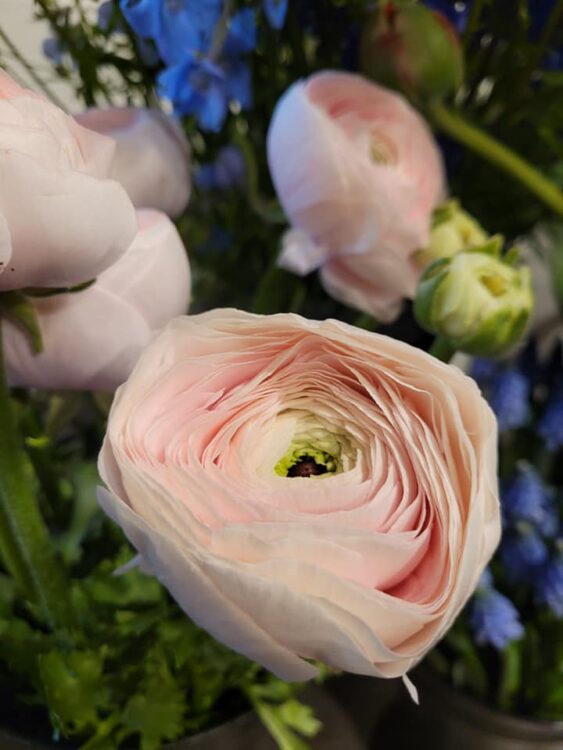 BLOEMEN PRACHT —