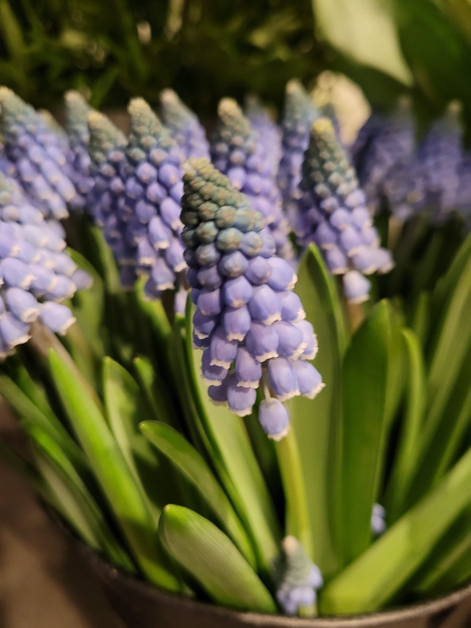 BLOEMEN PRACHT —