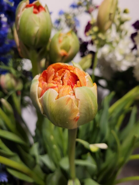 BLOEMEN PRACHT —