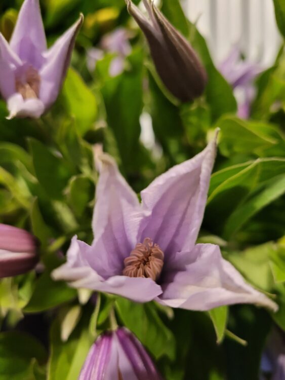 BLOEMEN PRACHT —