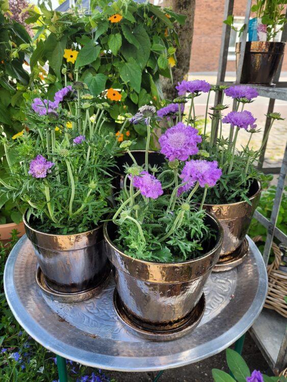 BUITENPLANTEN —