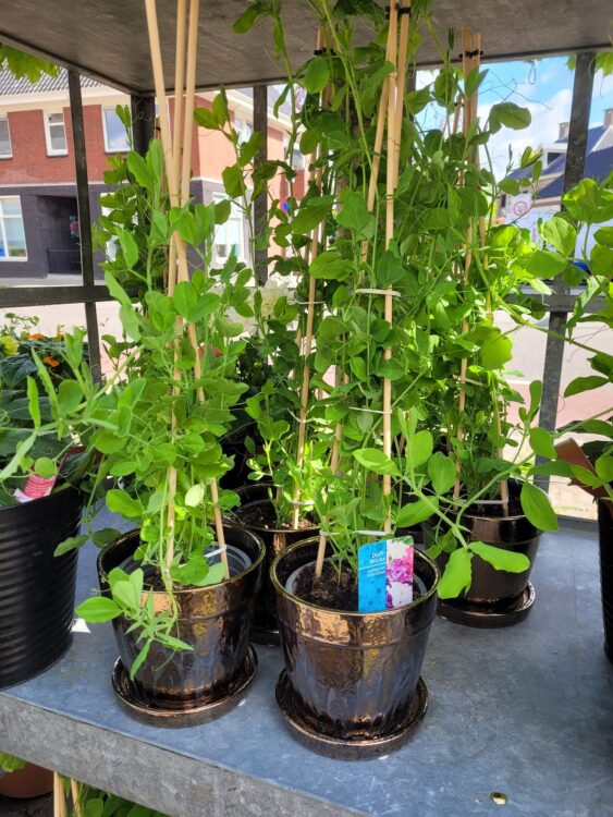 BUITENPLANTEN —