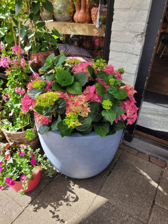 BUITENPLANTEN —