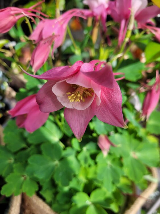 BUITENPLANTEN —
