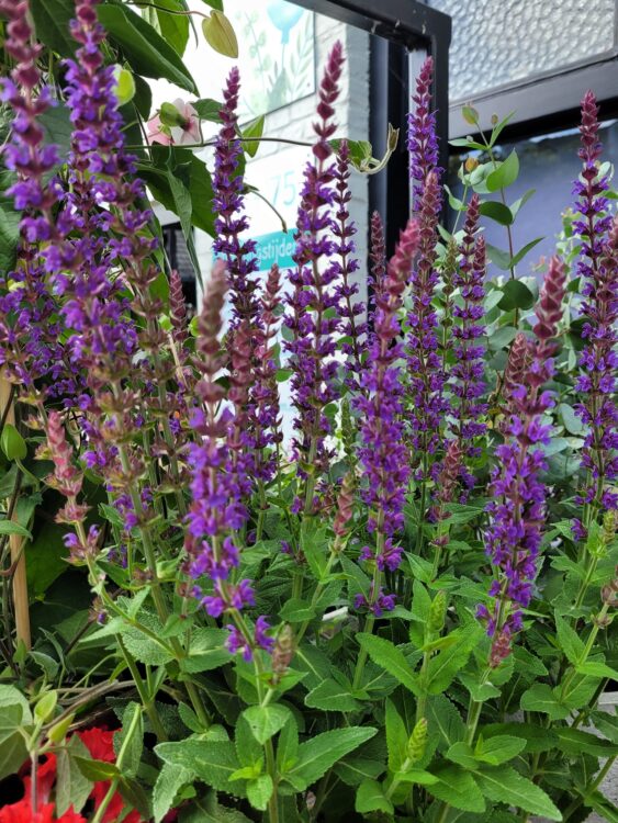BUITENPLANTEN —