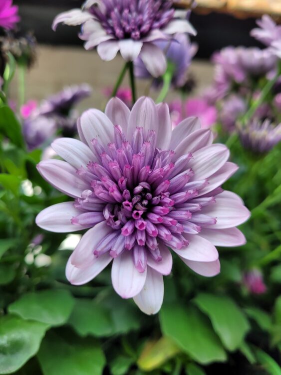 BUITENPLANTEN —