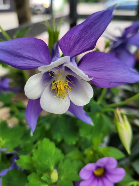 BUITENPLANTEN —