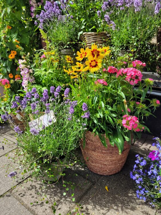 PLANTEN —