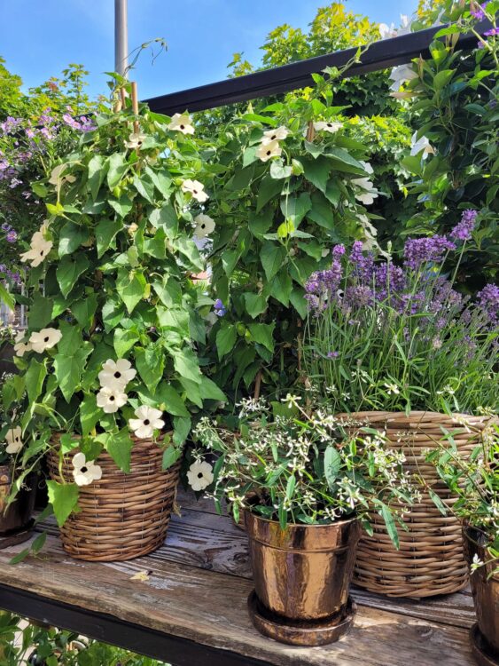 PLANTEN —